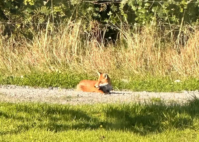 Animal Farm & Forest Дом отдыха